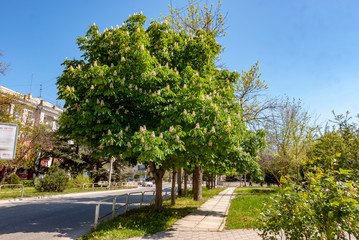 Chestnut. Flowers