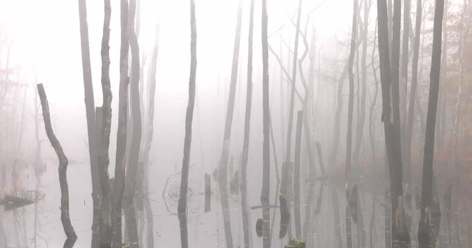 Sunken Forest. Fog. 4K, UHD, 50p, Cinematic,Wide angle,