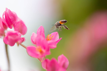 The bees look for nectar from morning pollen.