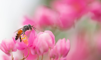 The bees look for nectar from morning pollen.