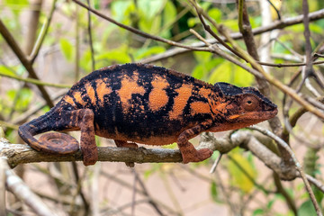 Malagasy Giant Chameleon / Furcifer oustaleti, Wild nature. Madagascar