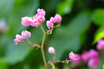 Obraz premium The bees look for nectar from morning pollen.