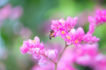 The bees look for nectar from morning pollen.