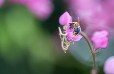 The bees look for nectar from morning pollen.