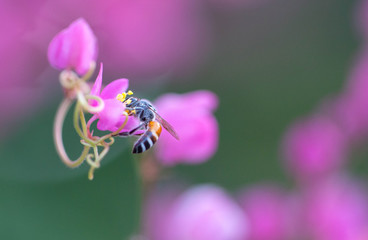 The bees look for nectar from morning pollen.