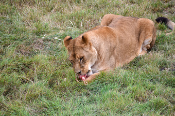 Fototapeta na wymiar Le repas de la lionne