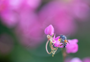 The bees look for nectar from morning pollen.