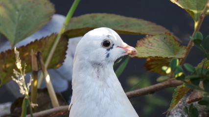 portrait of seagull