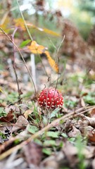 muchomor w leśnych  zaroślach