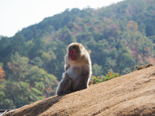 Japan Kyoto Arashiyama monkey park