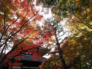 Japan Kyoto old town Jojakkoji temple
