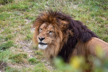 Le lion d'Afrique