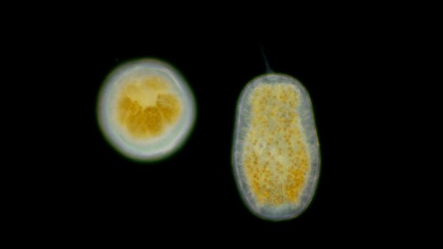 Planula Images Browse 50 Stock Photos, Vectors, and Video Adobe Stock