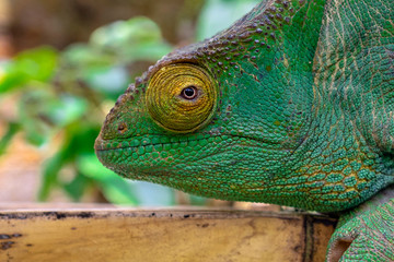 Green chameleon - Chamaeleo calyptratus ,Wild nature Madagascar