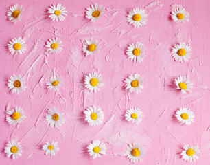 Floral pattern of white chamomile daisy flowers on pink background. Flat lay, top view. Floral background. Pattern of flower buds.