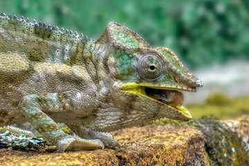 Malagasy Giant Chameleon / Furcifer oustaleti, Wild nature. Madagascar