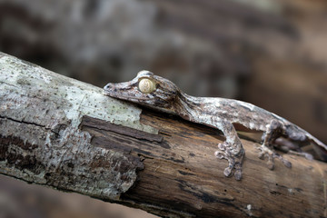 Leaf-tailed Gecko / Uroplatus phantasticus, Wild nature Madagascar