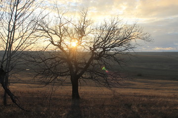  oak tree