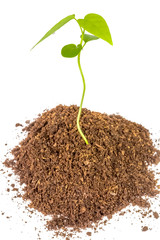 young plant in soil isolated on white