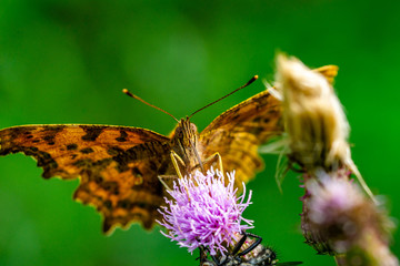 Insekten