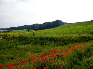 Fototapeta na wymiar Meadow full of poppy flowers.