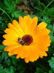 Calendula officinalis. Medicinal calendula flower after rain.