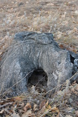 closeup of stump