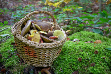 Fototapeta na wymiar basket of mushrooms in the forest,A full basket of mossy mushrooms in a moss forest