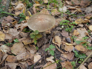 Гриб подберезовик съедобный