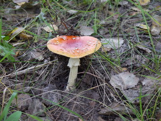 Гриб мухомор несьедобный