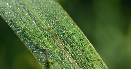 Closeup and detail of a green grass with water drops against green background