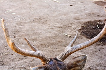 the broken horns of a deer
