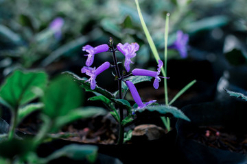 Various kinds of flowers in the winter at the top of the mountain and in a variety of colors