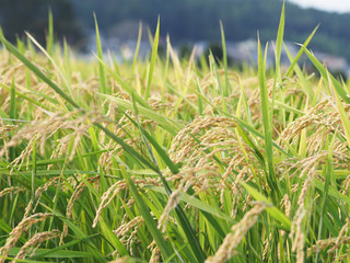 秋の稲穂 収穫期