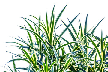 green grass isolated on white background, dracaena