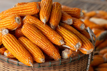 Process harvest Dried corn with bamboo basket