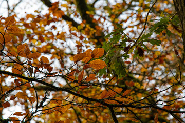 Beech tree leaves in Cornish woodland in autumn