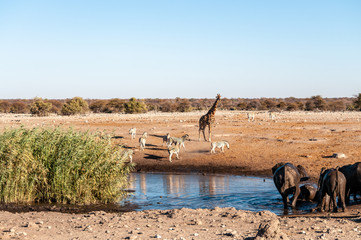 A herd of African Elephant -Loxodonta Africana- taking a bath in a waterhole in Etosha national Park. A group of Burchell's Plains zebra -Equus quagga burchelli- and one Giraffe are in the background.