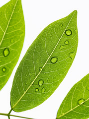 green leaf with water drops backlight