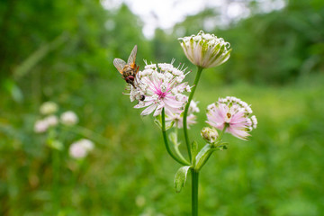 Insekten