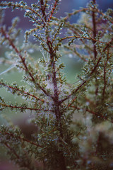 Spider net  on the juniper  in the morning dew.  Partial focuses with blur vitage effect.