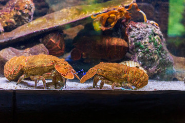 Cute  lobster on a water tank in the aquarium