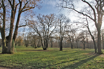 Obraz premium forêt hivernale