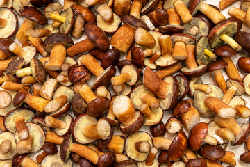 Background made from freshly picked edible mushrooms, different types and sizes.