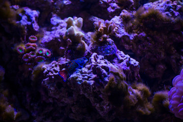 Naklejka na ściany i meble Marine ecosystem background on a coral reef