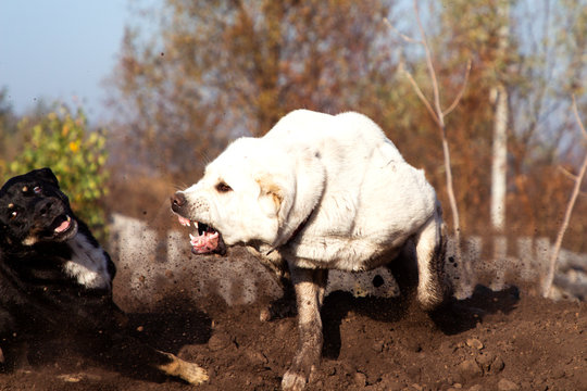 Alabai breed dog attacks a stray dog. Protects own territory. Dog fight.