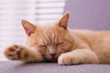 Cute red scottish fold cat with orange eyes lying on grey textile sofa at home. Soft fluffy purebred short hair straight-eared kitty. Background, copy space, close up.