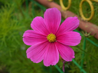 Obraz premium Цветок розовый