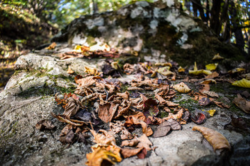 Fallen leafes