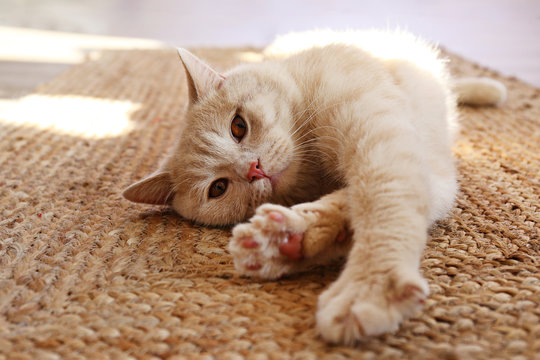 Cute red scottish fold cat with orange eyes lying on grey textile sofa at home. Soft fluffy purebred short hair straight-eared kitty. Background, copy space, close up.